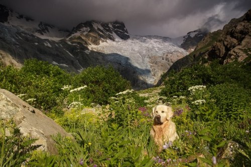 mostlydogsmostly:Golden Retriever Alcor. Journey to the Caucasus  (via deingel)