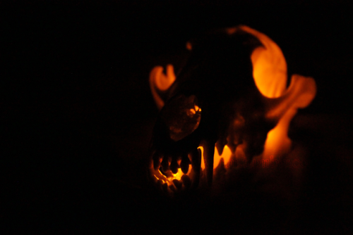Coyote skull, lit by LED tealights.Taken as references for an upcoming painting.