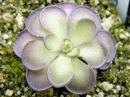 TODAY I LEARNED CARNIVOROUS SUCCULENTS EXIST
