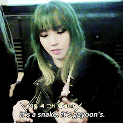 heomilk: gayoon’s toy snake + member’s
