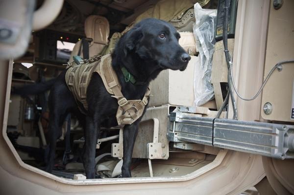 majorleagueinfidel:  War Dogs serving in Afghanistan – 2007-2012. 