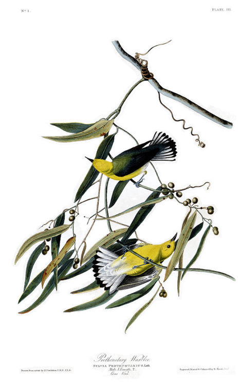 Plate 3. Prothonotary Warbler, John James Audubon