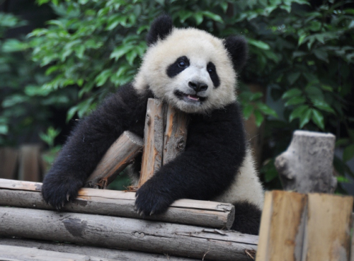 giantpandaphotos:  © Graham Hurst. 