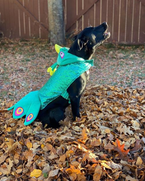 A new species was discovered in our yard this morning: the Labernese-peacock #puppiesofinstagram #la