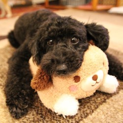 unihalo:  G'nite⭐️#blacktoypoodle#halo#halostagram#love#lovedogs#japan#tokyo#happyface#lovepets#instagood#dogstagram#doglovers#dog#toypoodle#bear#dogoftheday#gooddog