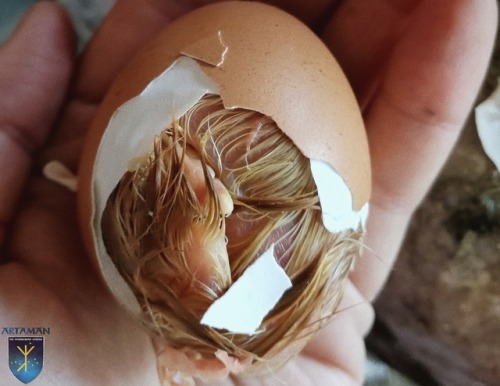 Freshly-hatched chicks from our mama hen, Grace Shell-y.A very happy morning at the Hyperborean Gard