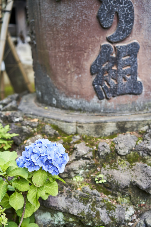 「白山神社の紫陽花」久しぶりに白山神社に紫陽花を撮りに今年は既にかなり暑いのでもう見ごろは終わりかけだった今年もコロナであじさい祭りが無くなったせいか人出は結構少なめでゆっくり写真が撮れたフレッシュな