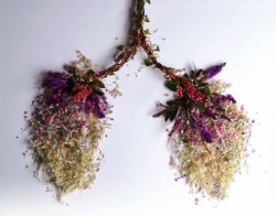 miss-mandy-m:  “Eye Heart Spleen”: Human Organs Made from Flowers and Plants by Camila Carlow  Beautiful life