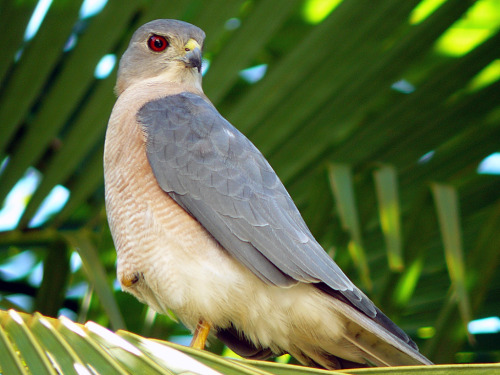 Shikra (Accipiter badius)&gt;&gt;by Sandeep Gangadharan 