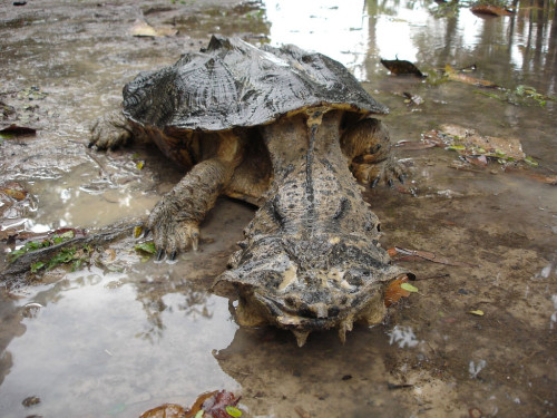 we-are-but-mayflies:cool-critters:  Mata mata (Chelus fimbriata) The Mata mata is a freshwater turtle found in South America, primarily in the Amazon and Orinoco basins. It is strictly an aquatic species but it prefers standing in shallow water where
