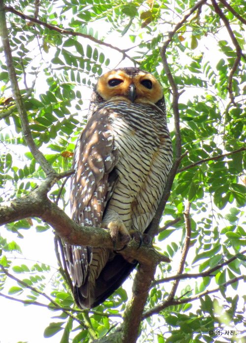 thebigyear2015:Spotted wood owl @ Pasir Ris Park