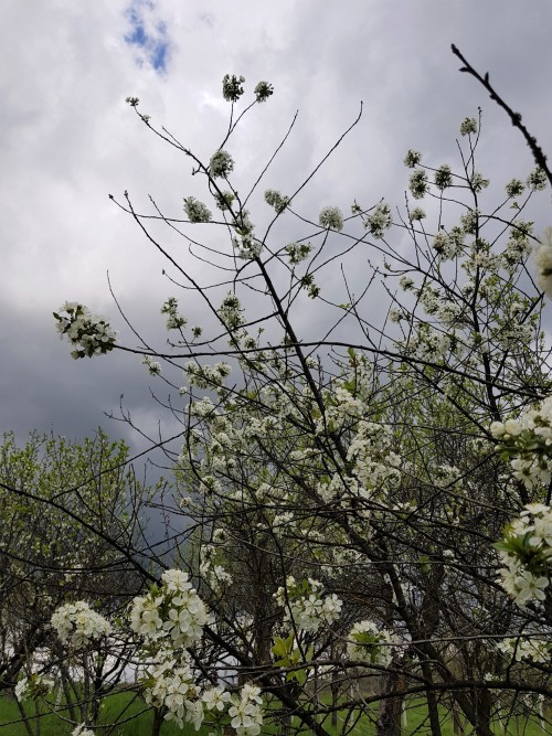 Cherry/sour cherry blooms and stormy skies.To be honest, I think this cold and wet spring has actual