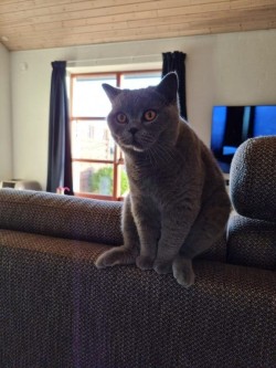 catasters: