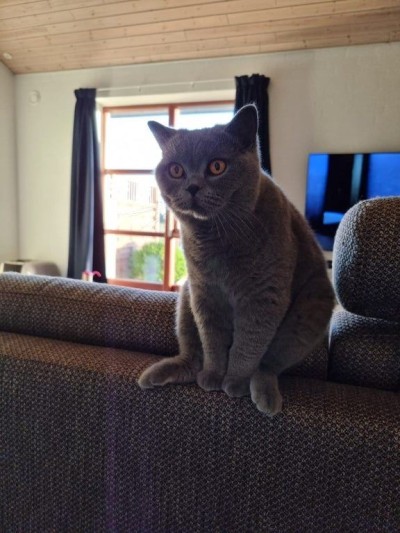 catasters: