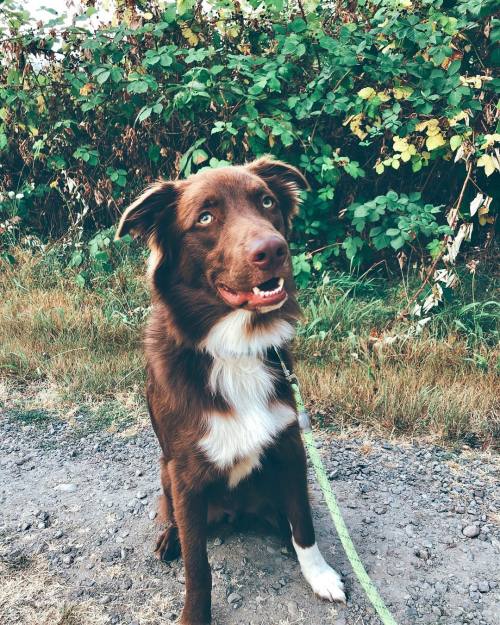 pupstime: Credit : @boston.aussie (instagram)      Love is a four-legged word.. 