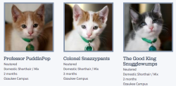 worldofthecutestcuties:  Someone at the Wisconsin Humane Society is really good at naming cats. 