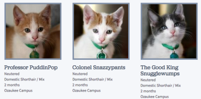 worldofthecutestcuties:
“ Someone at the Wisconsin Humane Society is really good at naming cats.
”