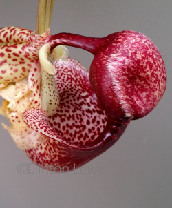 orchiddynasty:  Coryanthes macrantha (South America) Coryanthes are amazing specimens. Also known as the “Bucket Orchids” for the large pouch which lures pollinators in with the promise of nector, they are ephiphytes from the hot-humid lower elevation