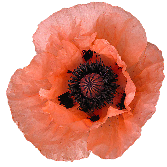 transparent-flowers:
““Khedive” Papaver orientale. Oriental Poppy. (x).
”