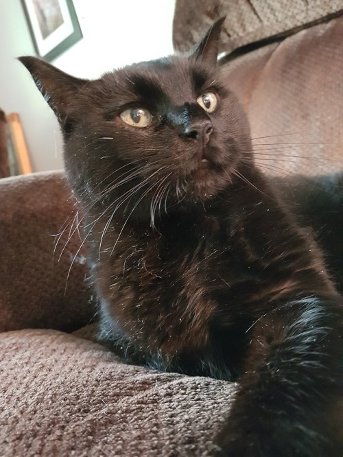 This is Gizmo (black and white) and Squeaker (all black) Mama cats one time, much disliked father&am