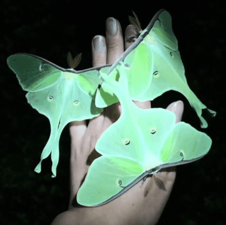 MEGA Luna Moth Stimboard