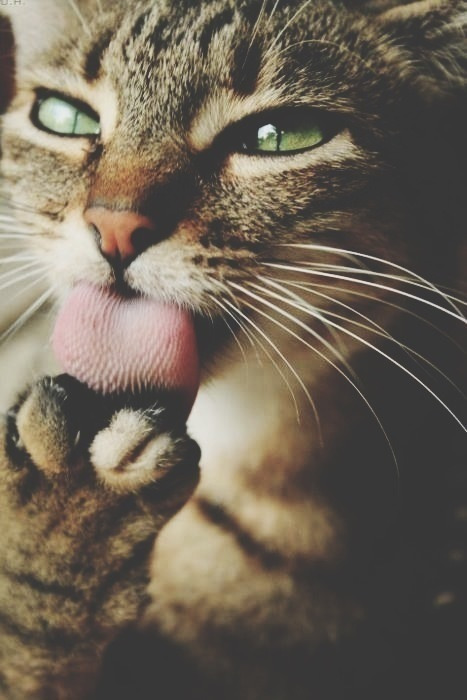 hipster tumblr blog
