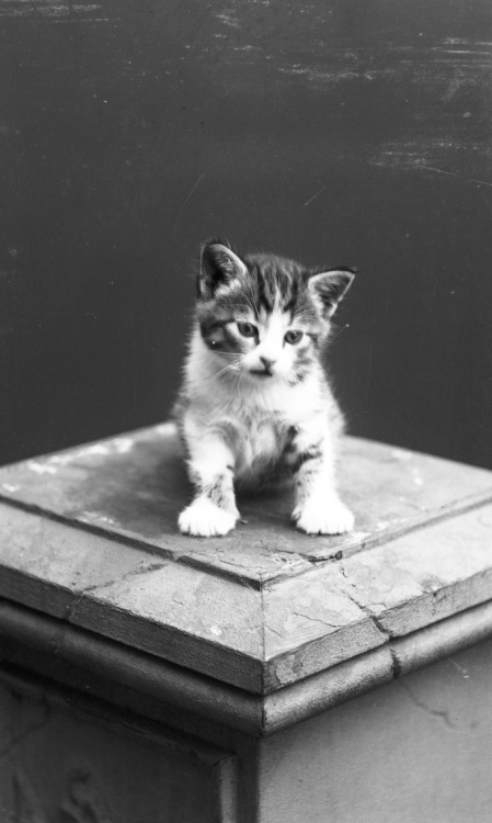 “Chief editor Gustafsson’s cat”, 1909, Sweden.