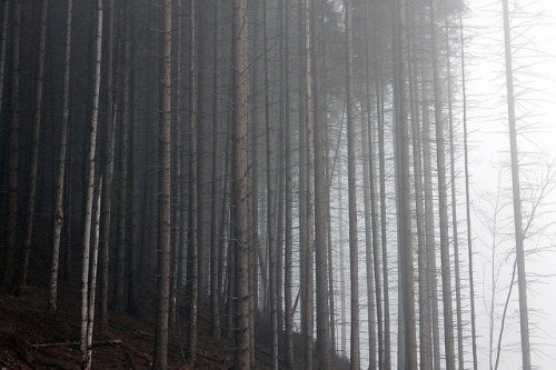 Misty Forest by Pavlo Kuzyk on Flickr.