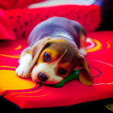 relatable-images:  babyanimalposts:  Beagle appreciation post  baby animal posts daily