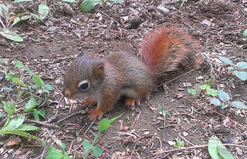 Tiny baby squirrel with a red tail! I die! (source)