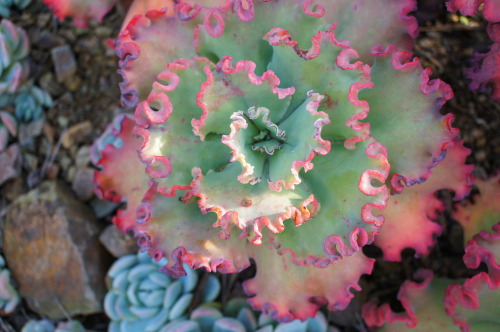 flora-file:  echeveria-tions on a theme (by flora-file) porn pictures