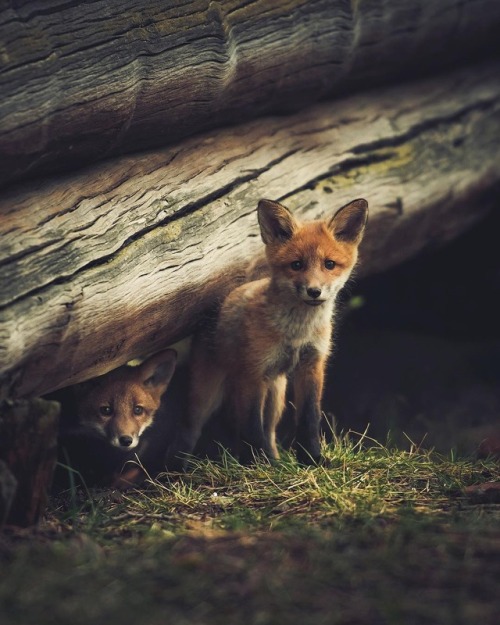 everythingfox:“~ Fox brothers taking their first steps out of the nest“: Konsta Punkka