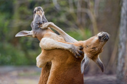 magicalnaturetour:  Fighting kangaroos (by Tambako the Jaguar)