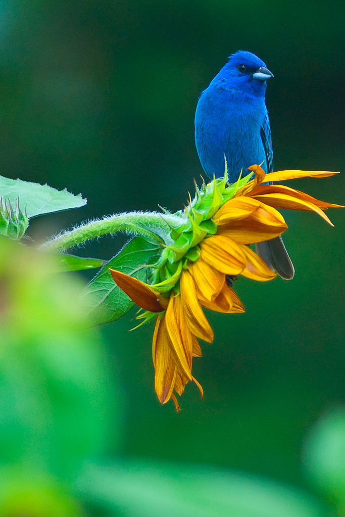 coiour-my-world:  Indigo Bunting Original ~ by Jonathan Bobbe 