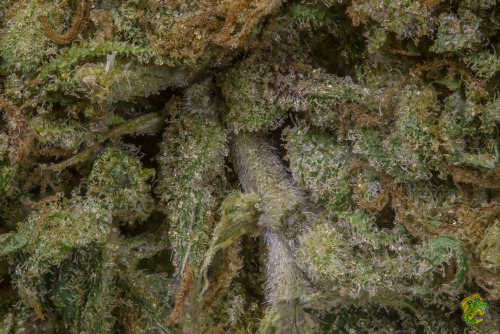 Sex iamoppo:  Cheese (Skunk #1 x Afghani) pictures