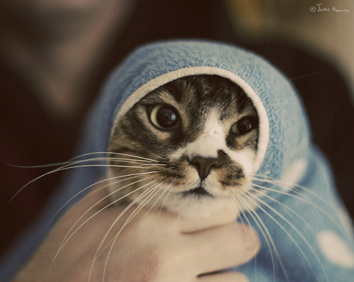theanimalblog:  Saint or Seal. Photo by moggierocket