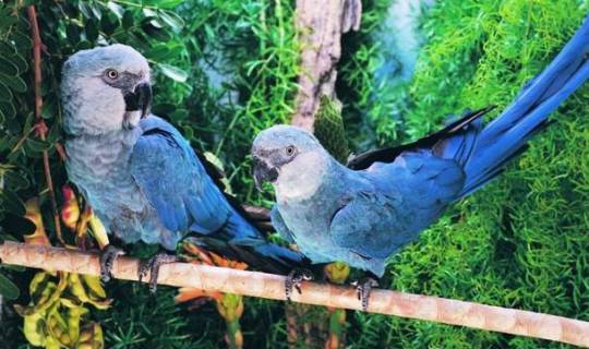moonymango:  Yo, you guys remember Rio from Blue Sky Studios (Happy Feet, The Peanuts Movie)? Y’know, that movie about a Spix’s Macaw that believes to be the last of his kind? And then finds out that he isn’t? And proceeds to find friends, have