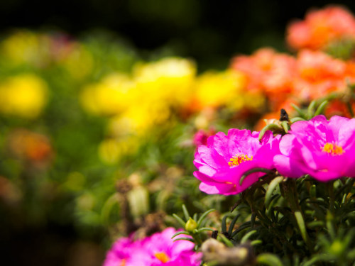 m3411:花壇暑いせいか、花の種類が少ないですね2016/8/3撮影E-M1,42.5mm,F1.8,ISO160,1/8000sec #flickstackr
