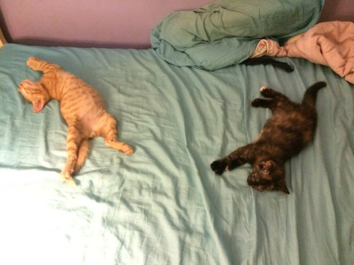my bed has been taken over and occupied by the kitten forces