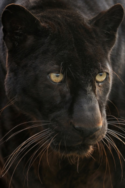 earthandanimals:  Black Leopard Photo by Josef