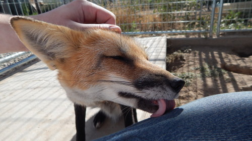Skitter, now in her summer coat, is just such a sweet little foxy, kissing my hand or cleaning my pa