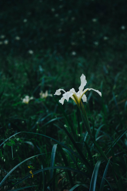 white iris