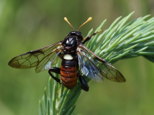 onenicebugperday: Elm sawfly, Cimbex americanus, larvae and adultSawfly larvae are easily distinguis