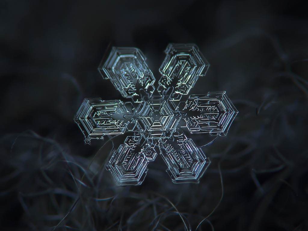 shortformblog:   These are real snowflakes, photographed by Alexey Kljatov with a