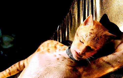 kpfun:Taylor Swift as Bombalurina in Cats (2019) dir. Tom Hooper