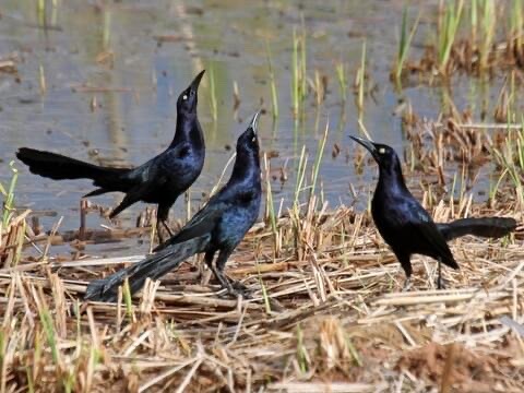 Great-tailed Grackle Appreciation Post