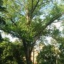 treewithapples1