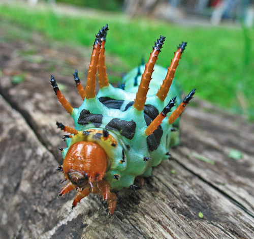 cool-critters:  Regal moth (Citheronia regalis) The regal moth is a North American moth in the saturniidae family. The caterpillars are called hickory horned devils. The adult has a wingspan of 9.5-15.5 cm. The adult moth is the largest moth by mass