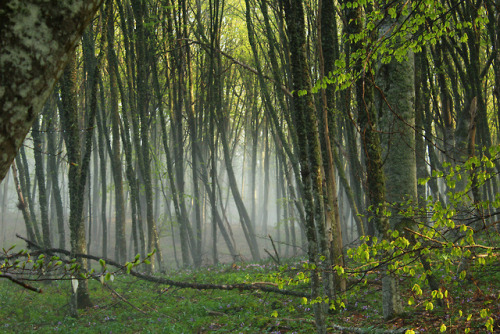 Misty forest (Туманный лес) by Александр Леоненко