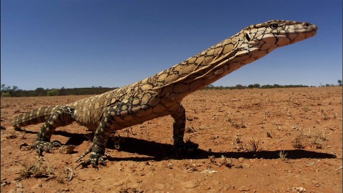 Porn Pics reptilesrevolution:  Perentie Monitor Lizards